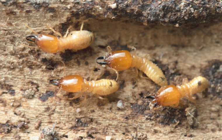what types of termites are there