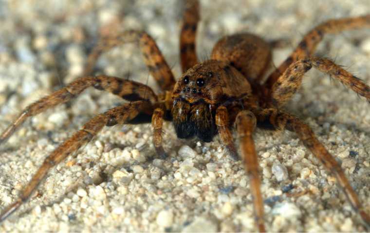 what do wolf spiders look like