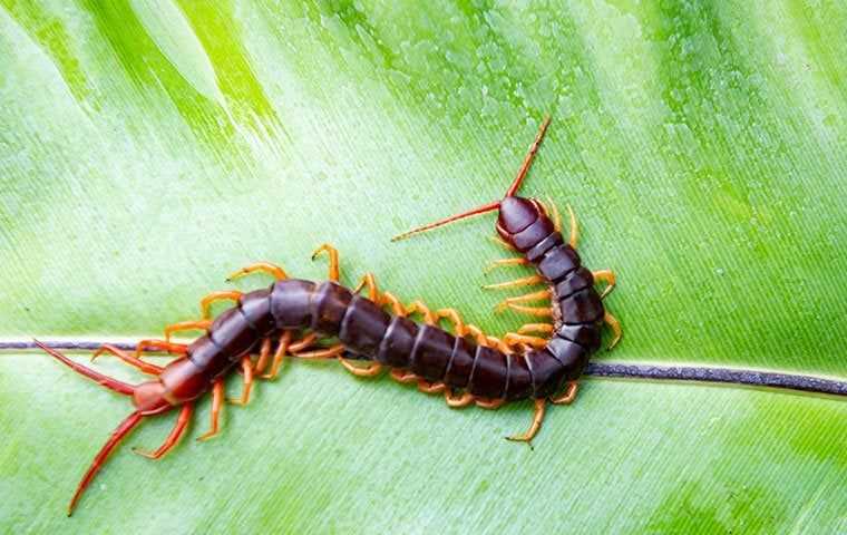 centipede on plant