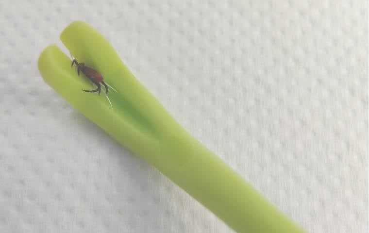 tool to remove ticks