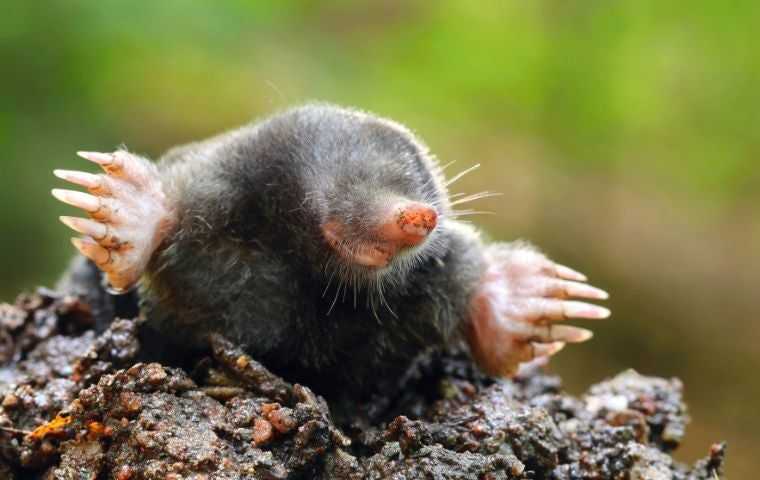 what do moles look like