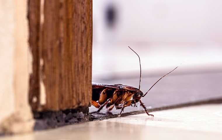 cockroach near a door