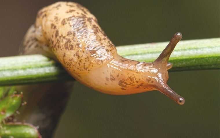 slug on a branch