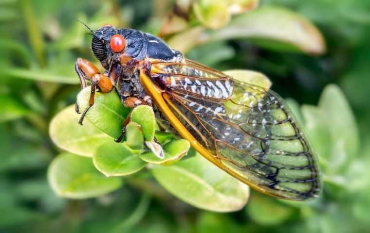 what do cicadas look like