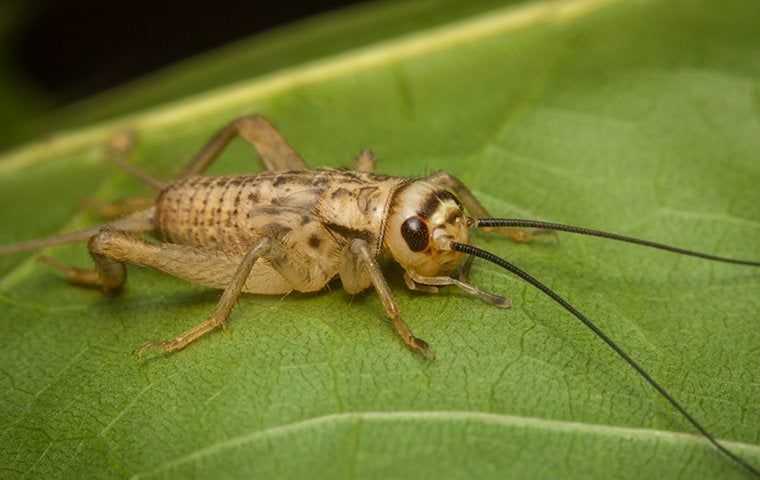 close up of cricket on leaf