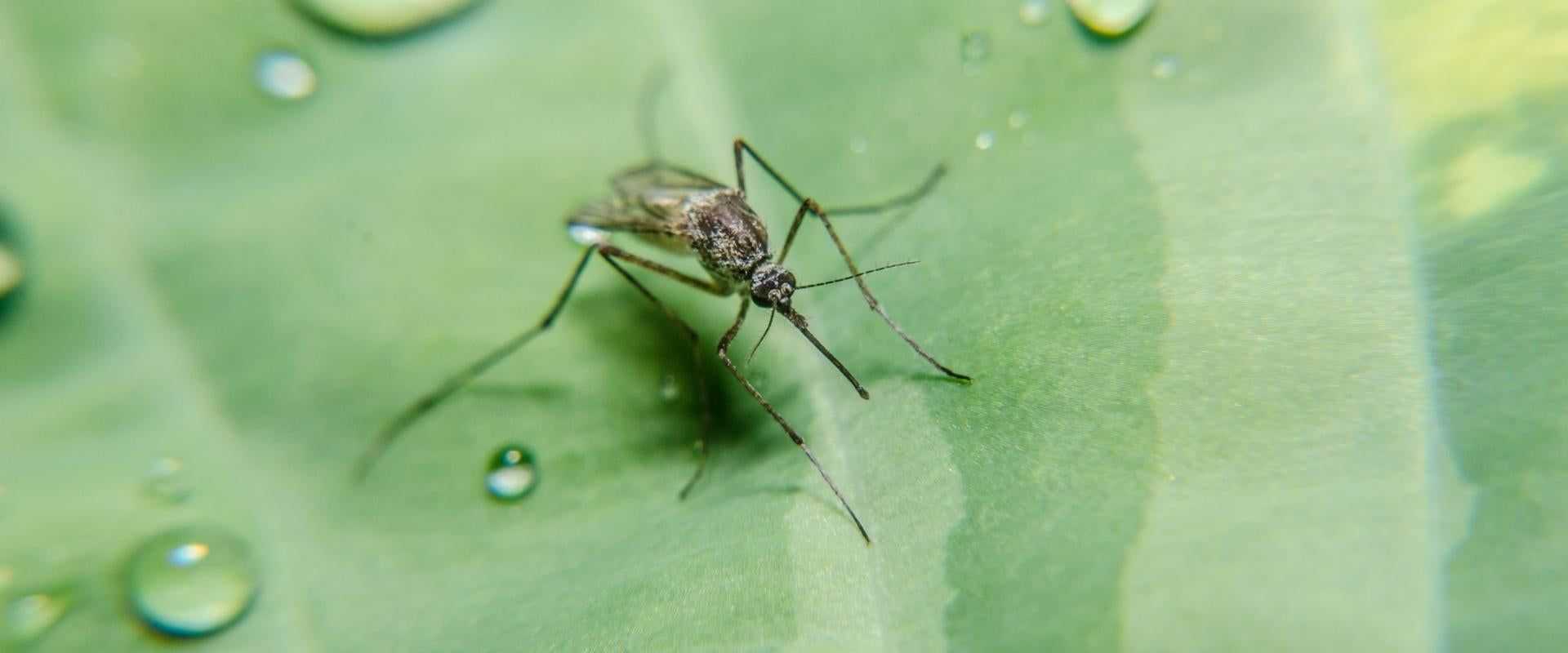 a mosquito found in Alexandria VA