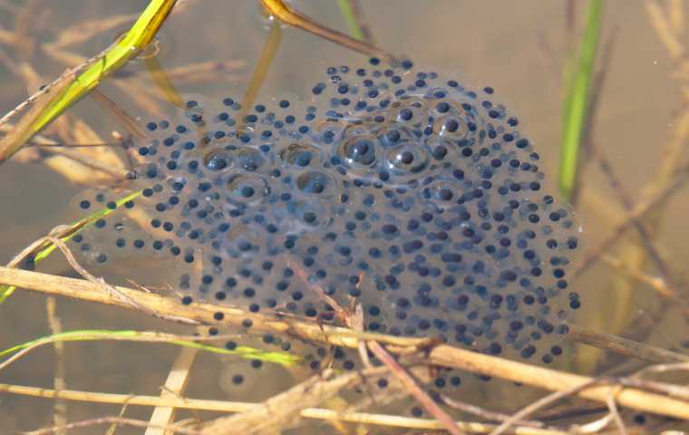 what do frog eggs look like
