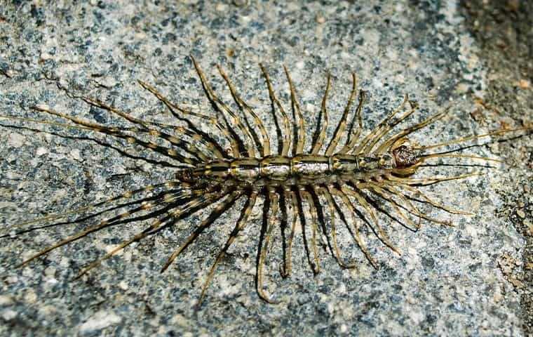 house centipede on a rock