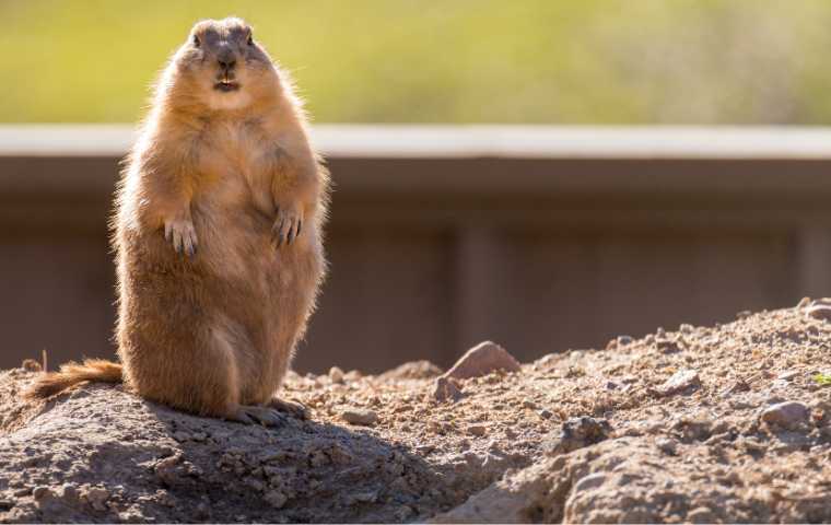 what do groundhogs look like