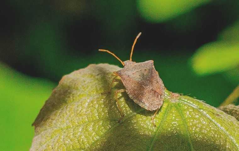 squash bug sitting on a leaf