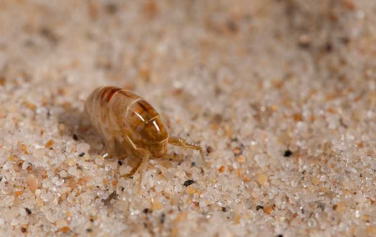 what do sand fleas look like