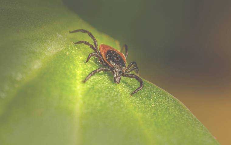 tick removal services