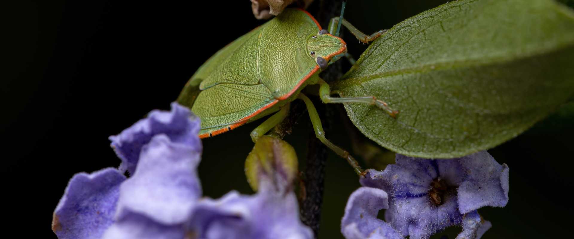 green stink bugs