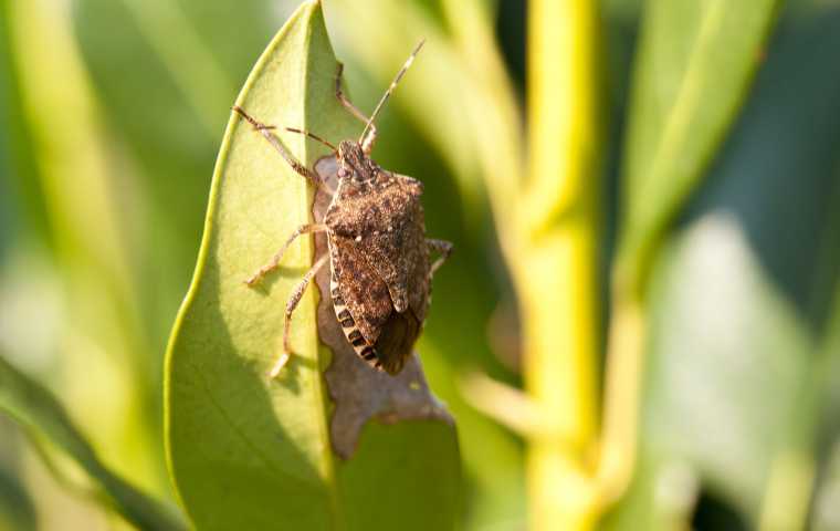 what do stink bugs eat