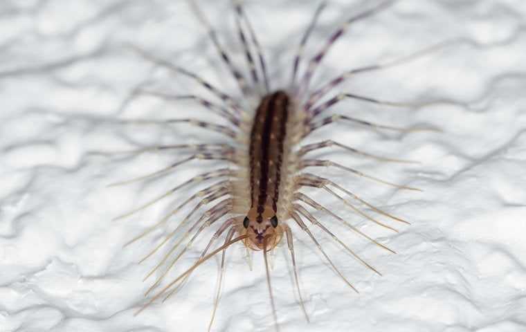 house centipede up close