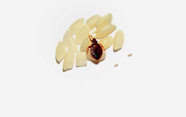 most effective bed bug treatment