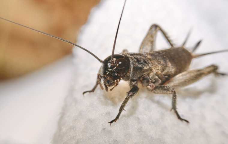 crickets vs grasshoppers