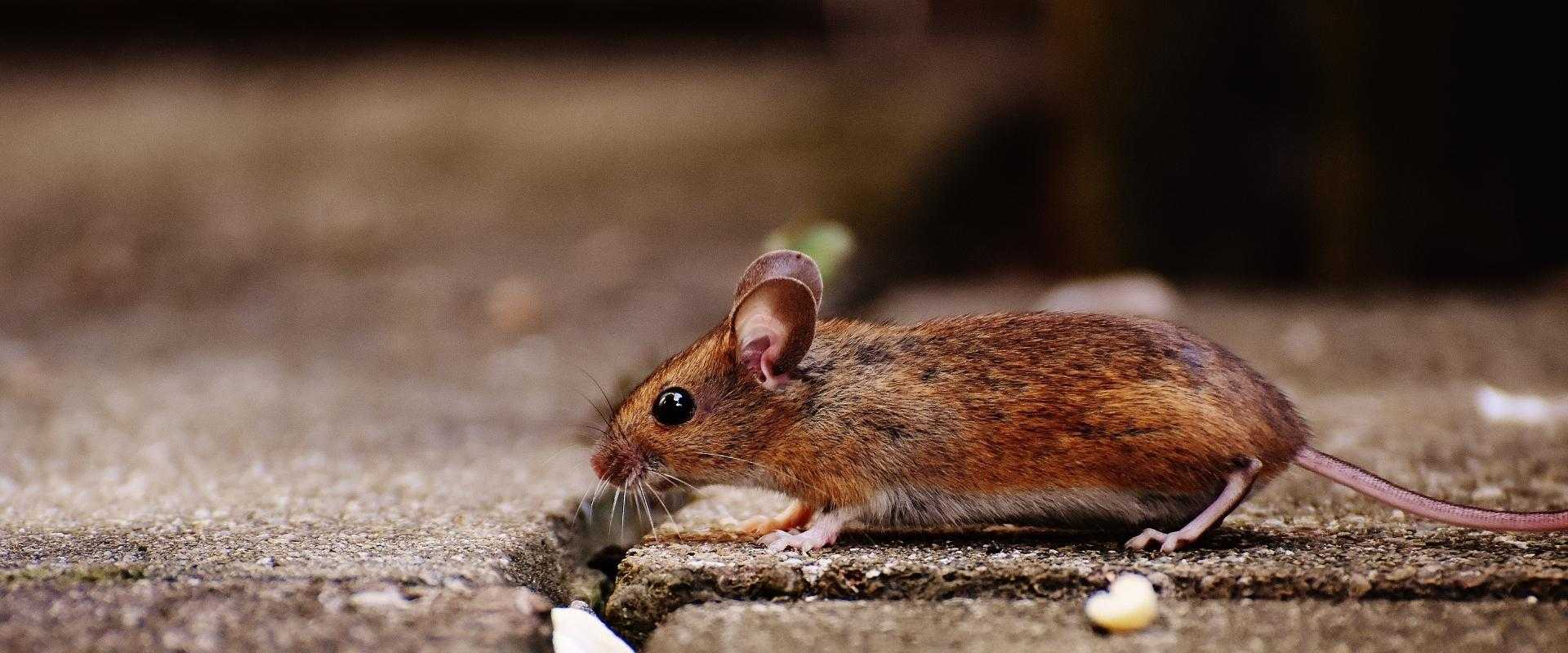 a mouse outside a home in Dundalk MD