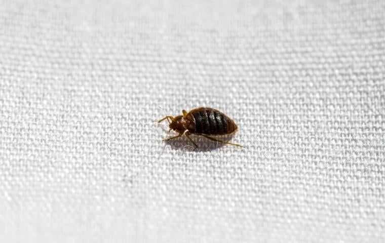 bed bug on bedding
