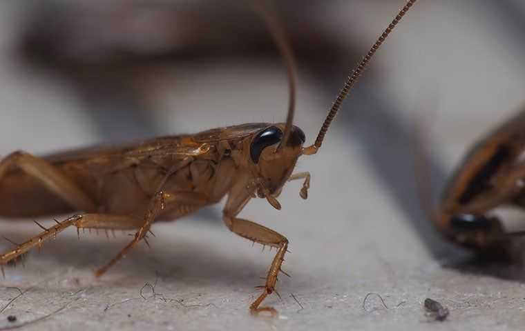 german cockroach on floor