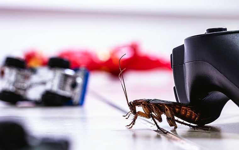 cockroach crawling around toys