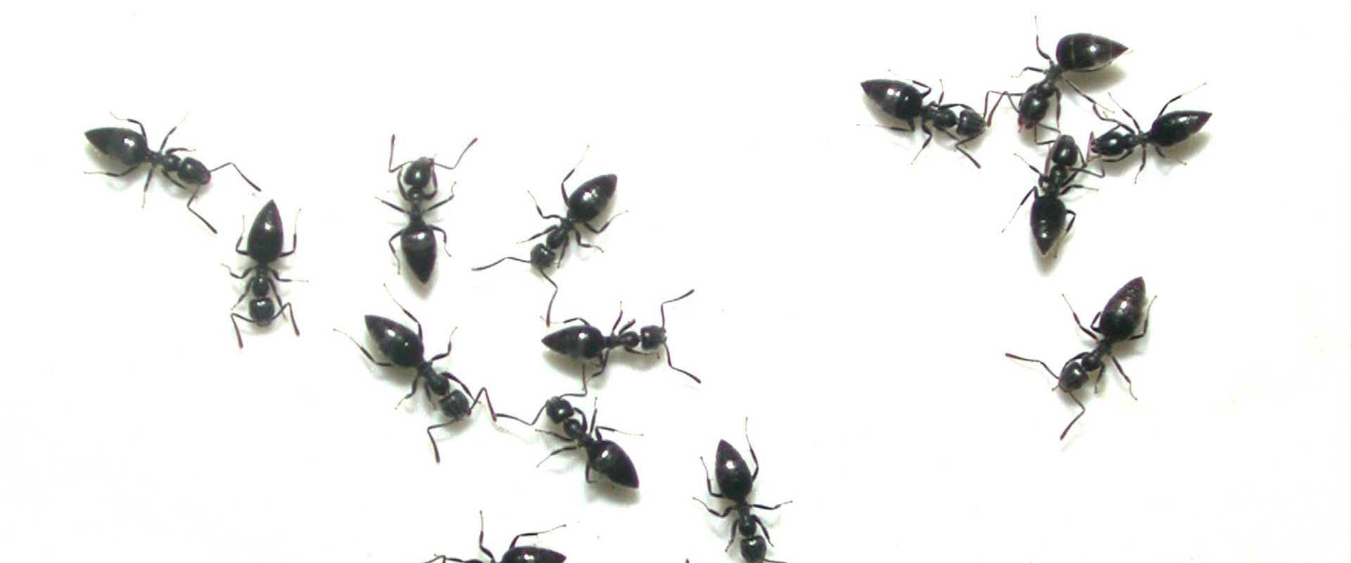 field ants