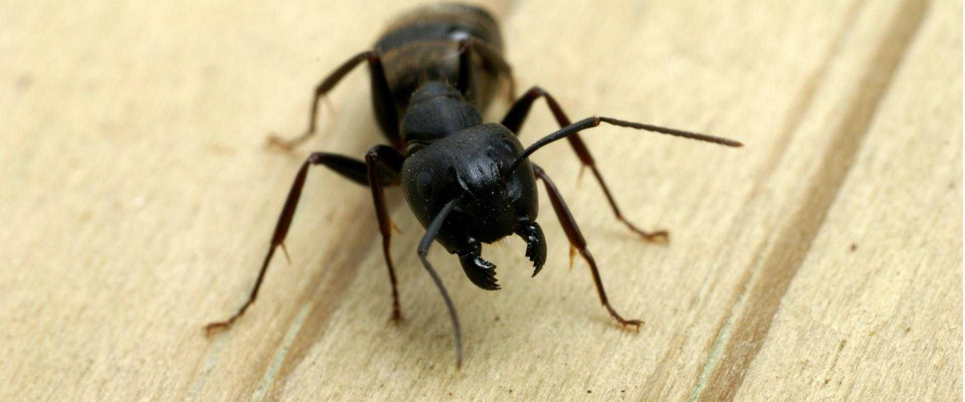 a carpenter ant in Silver Spring MD
