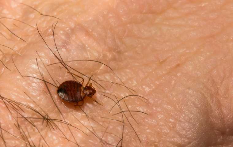 bed bug exterminator cost