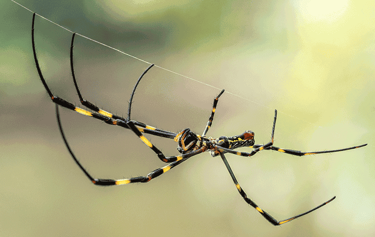 a joro spider