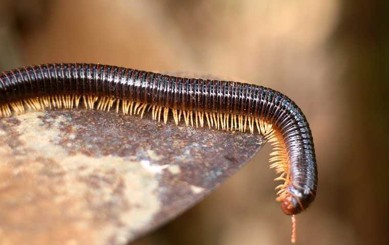 are millipedes poisonous
