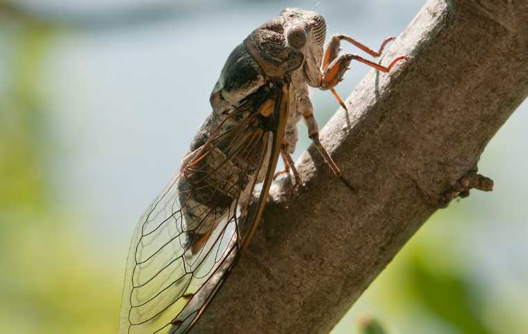 what do cicadas eat