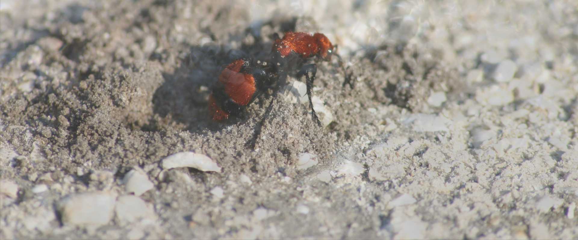 red velvet ants