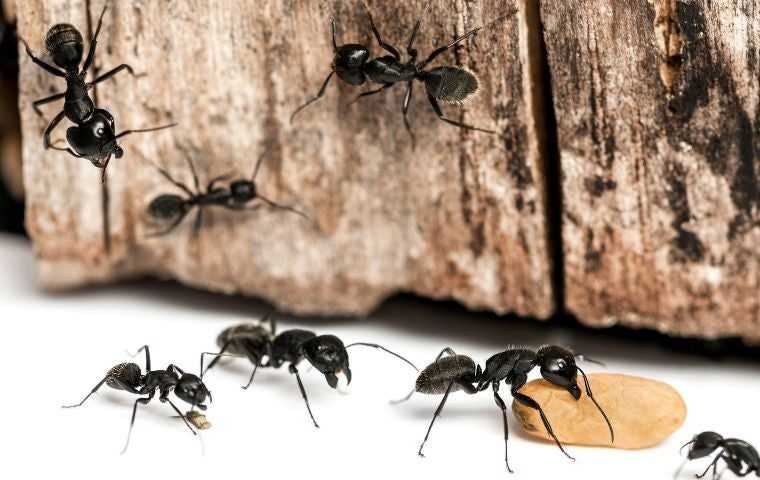 do carpenter ants bite