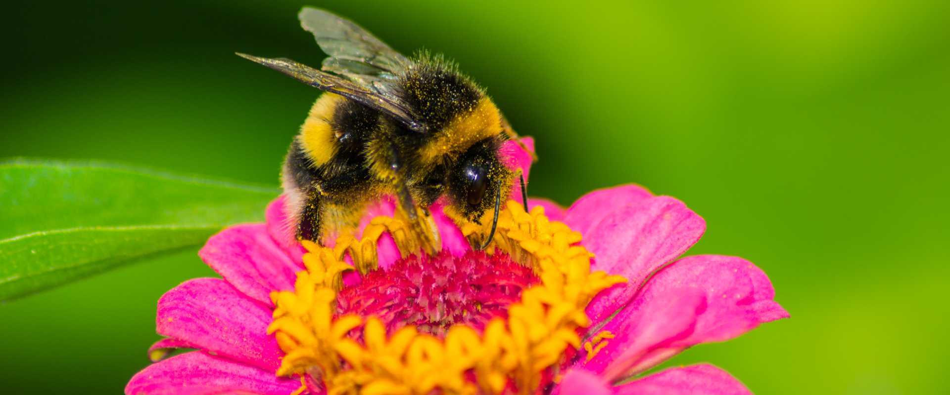 A Guide To Bumble Bees In New Jersey