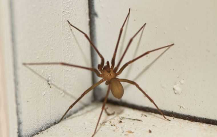 what do brown recluse spiders look like