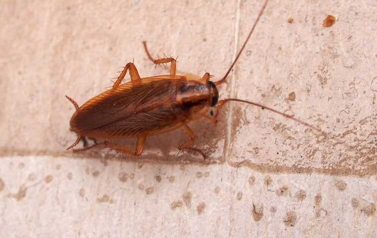german cockroach on a wet tile floor