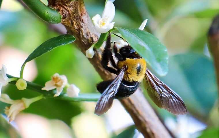 carpenter bee in tree
