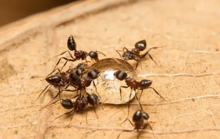 acrobat ants drinking water on a leaf