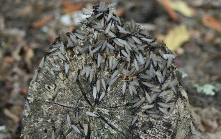 subterranean termite swarmers on a piece of wood in Alexandria VA