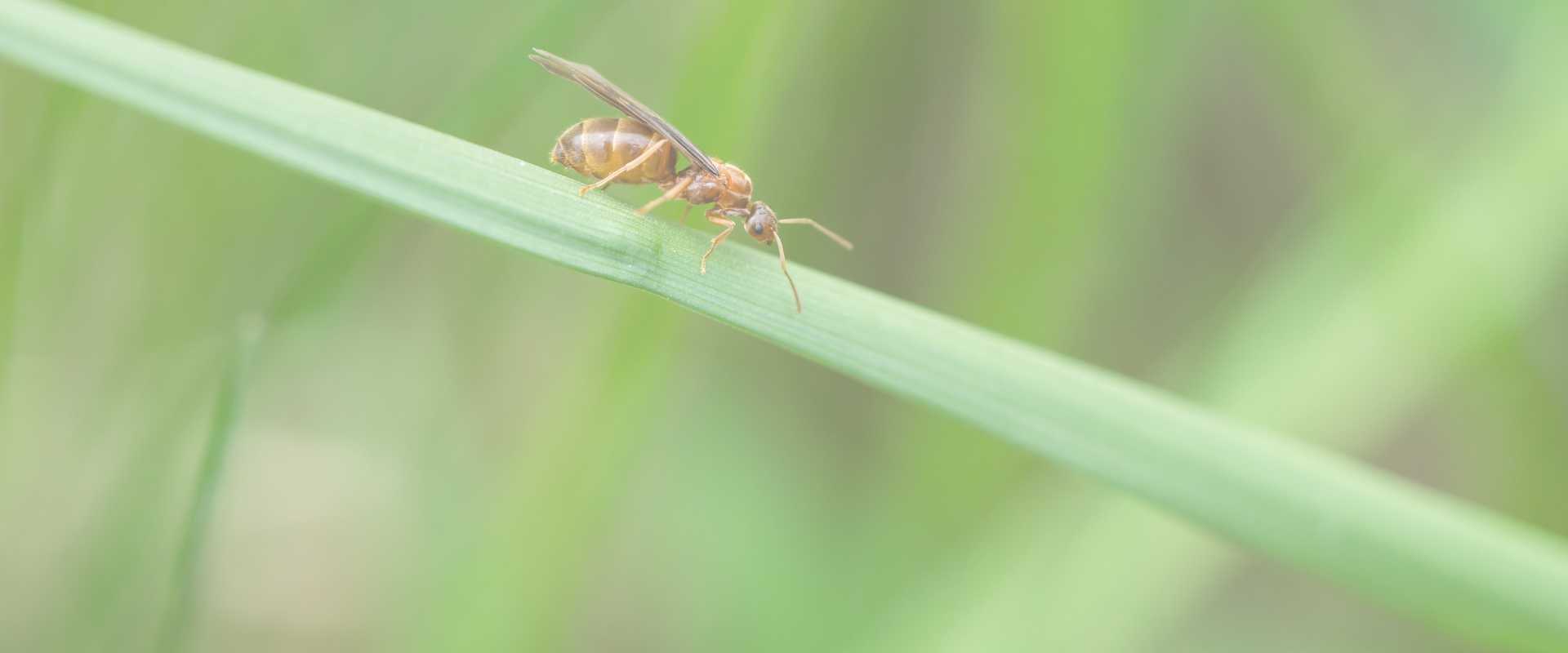 small honey ants