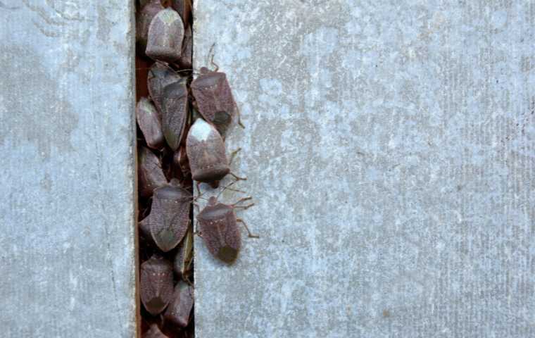 what attracts stink bugs