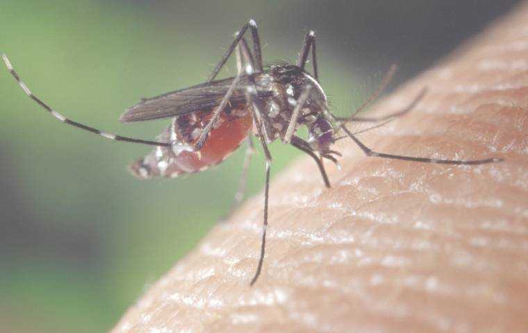 mosquito control services