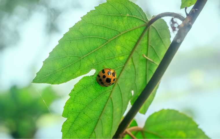 orange ladybug