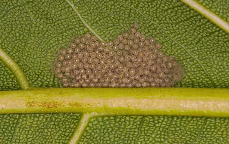 moth eggs