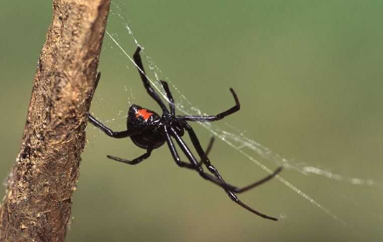 what do black widow spiders look like