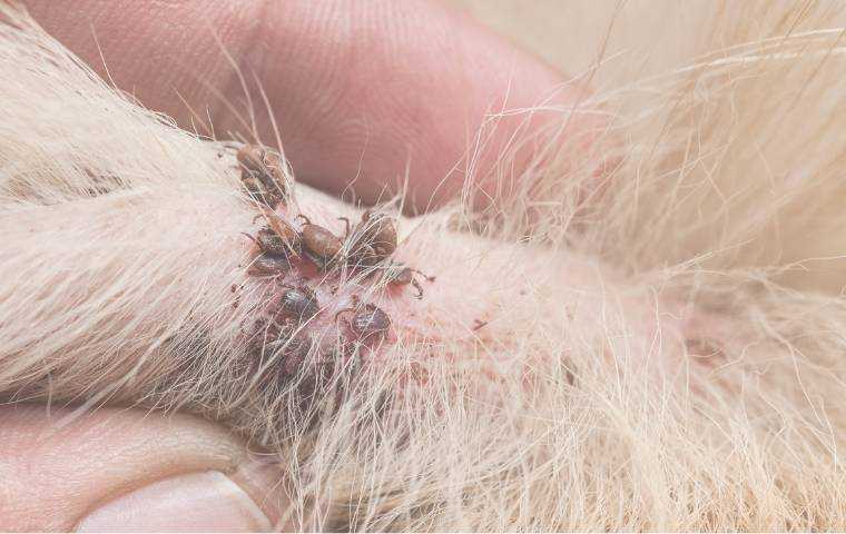 embedded fully ticks on dog