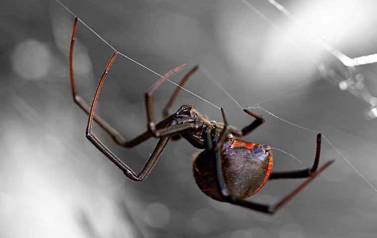 black widow spider at night