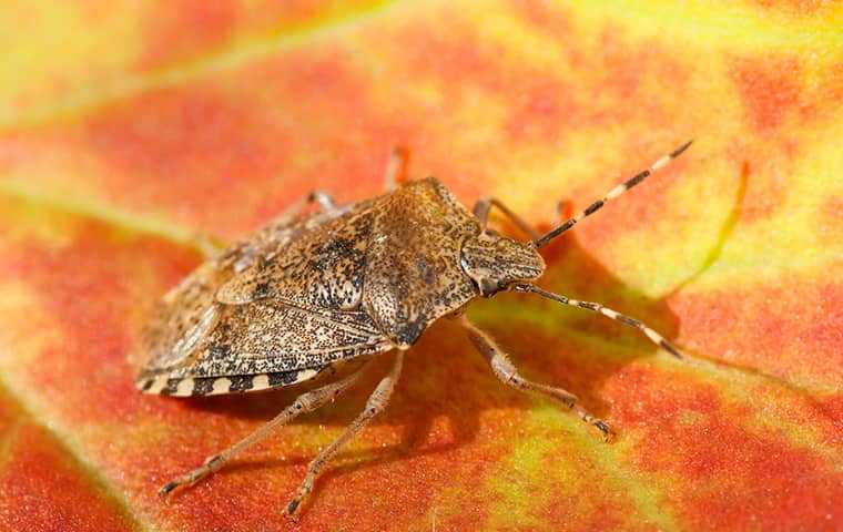 stink bug on a fall leaf