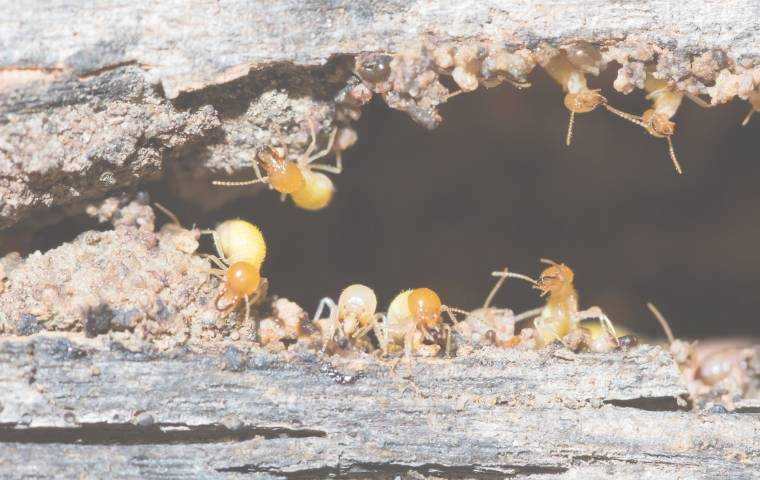 subterranean termites treatment