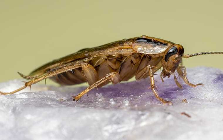 german cockroach inside home